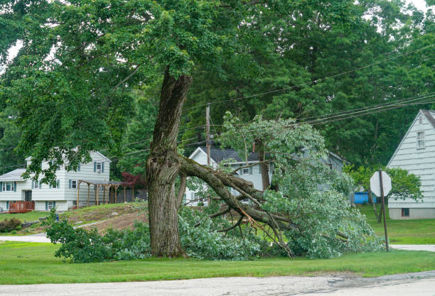 Best Leaf Removal  in Bessemer City, NC